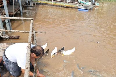 Đồng Tháp: Cộng đồng nuôi đàn cá tra hàng chục tấn trên sông Tiền