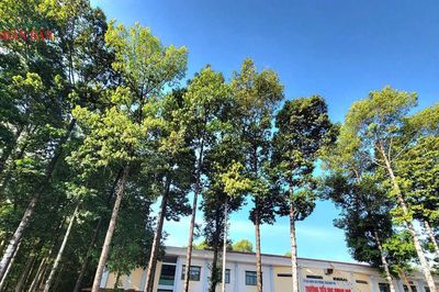 TP. Hồ Chí Minh: Kiểm tra hệ thống cây xanh tại các trường học để bảo đảm an toàn cho học sinh