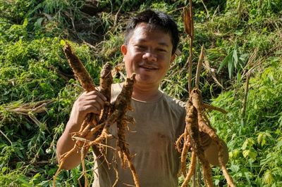 Chàng trai Cơ Tu dựng sinh kế từ dược liệu quê hương