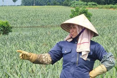 Người dân xứ Thanh đứng trước nguy cơ mất trắng vụ dứa