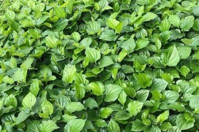 Cách trồng lá lốt ít rễ, nhiều mầm, lá to xanh mướt