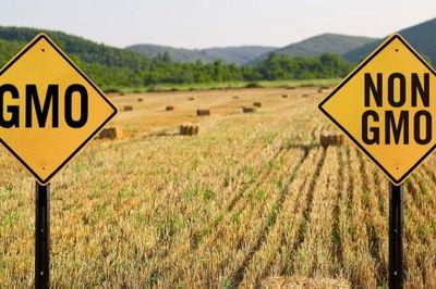 EU liên tục phát hiện GMO chưa được cấp phép trong gạo và thực phẩm từ Trung Quốc