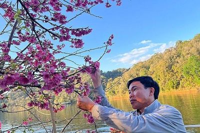 Nét đẹp hoa anh đào Mường Phăng sẵn sàng đón du khách dịp Tết 2027