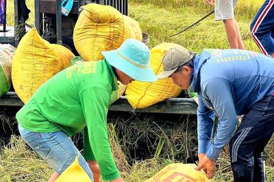 Nông dân gặp khó đầu ra lúa hè thu