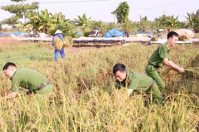 Công an xã Tam Hưng xuống đồng giúp dân thu hoạch lúa
