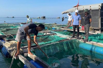 Quảng Ngãi: Lý Sơn hỗ trợ cá giống, mở hướng sinh kế mới cho người nuôi lồng bè