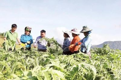 Lào Cai khuyến khích phát triển 53 loài cây dược liệu
