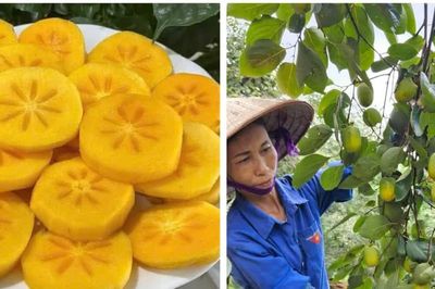 Tết Trung thu, các loại hồng đặc sản vào mùa