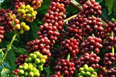 Giá nông sản hôm nay (24/9): Giá cà phê đảo chiều bật tăng, giá lợn hơi biến động