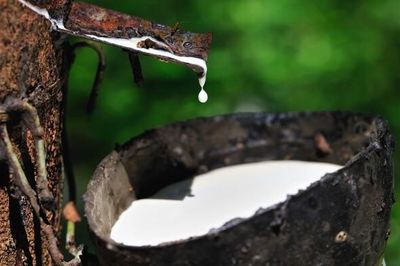 ANRPC dự báo nhu cầu cao su toàn cầu vượt nguồn cung