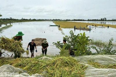 Giang Thành huy động lực lượng hỗ trợ thu hoạch gần 50ha lúa ngập