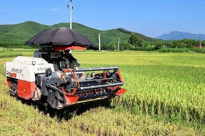 Bắc Ninh: Thu hoạch hơn 2,1 nghìn ha lúa mùa