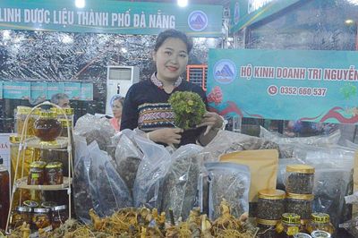 Giới thiệu, bày bán sâm Ngọc Linh và dược liệu Đà Nẵng cạnh chợ đêm Sơn Trà