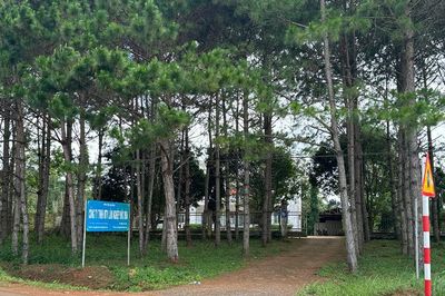 Cần cơ chế gỡ vướng nợ tiền thuê đất của công ty lâm nghiệp ở Lâm Đồng