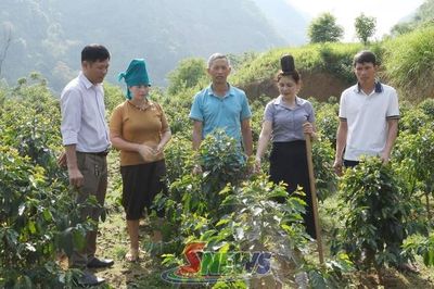 Nậm Ty chuyển đổi cơ cấu cây trồng