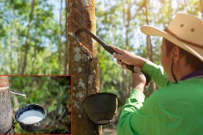 Ngày 25/9: Giá cao su trên các sàn giao dịch chủ chốt tại châu Á kéo dài xu hướng tăng