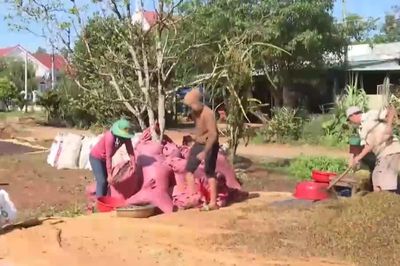 Nông sản Việt tăng khả năng cạnh tranh nhờ EUDR