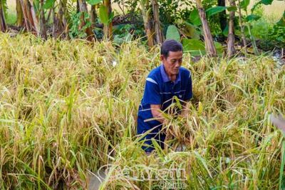 1.000 ha lúa hè thu bị ngập úng, xã Khánh Bình tính phương án hỗ trợ dân thu hoạch thủ công