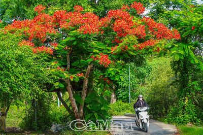 Chung sức hoàn thiện giao thông nông thôn