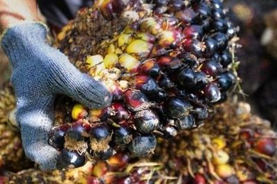 Thái Lan đề xuất tăng dự trữ gạo, dầu cọ ứng phó nguy cơ El Nino