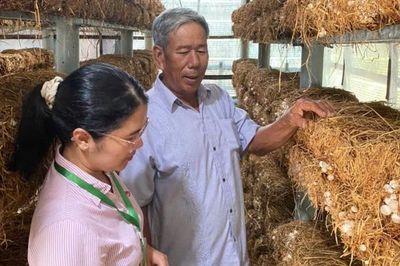 Tín dụng chính sách đồng hành cùng sinh kế xanh ở xã Phú Hồ