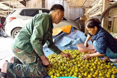 Thái Nguyên: Cây hồng không hạt giúp người dân Quảng Bạch tăng thu nhập