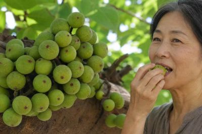 Quả sung có lợi gì cho người sau 50 tuổi?
