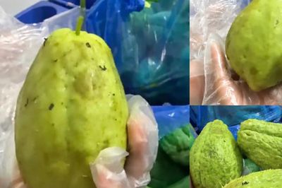 Quả su su trầy giập trong thực phẩm bán trú tại Trường Tiểu học Quảng Bị 2