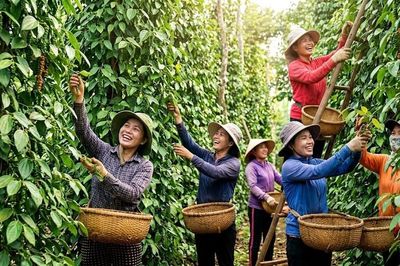 Giá hồ tiêu hôm nay 26.9.2026: Dao động 136.000–140.000 đồng/kg