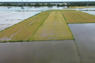 Gần 7.000ha lúa Hè Thu ở Cà Mau bị ảnh hưởng do mưa lớn kéo dài