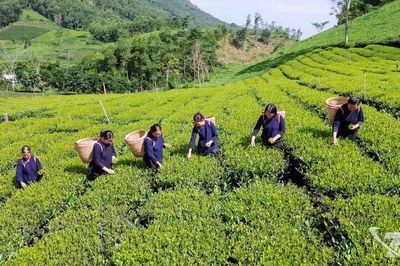 Kinh tế xanh: Cuộc đua tái cấu trúc toàn cầu