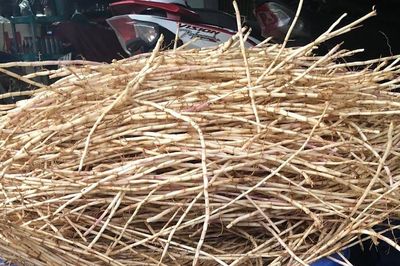 Loài cỏ dại bị ghét lại được Đông y coi như 'báu vật'