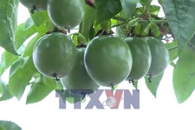 Gia Lai liên kết để ổn định sản phẩm nông sản xuất khẩu