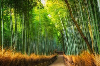 Rừng tre Sagano ở Kyoto và bản hòa âm đặc biệt từ những thân tre