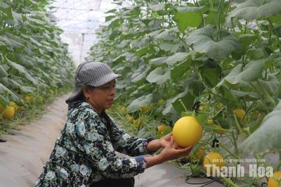 Làm giàu từ nông nghiệp không dễ