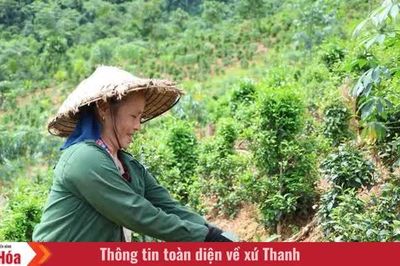 Chè tán ma trên đất Trung Xuân