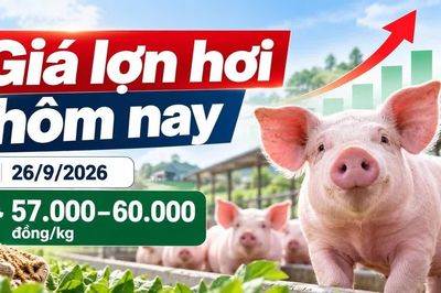 Giá lợn hơi hôm nay 26/9: Hai địa phương duy trì mốc 60.000 đồng/kg