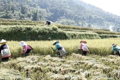Mùa vàng và bài toán nâng giá trị hạt lúa