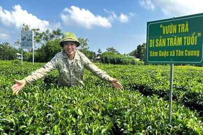 Vườn chè trăm tuổi giữa miền xanh Tân Cương