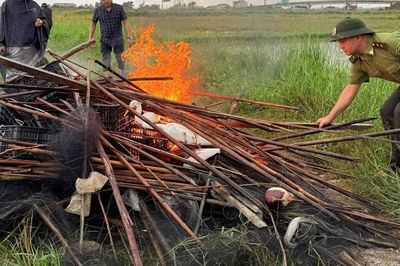 Hơn 4.000m lưới và hàng trăm dụng cụ bẫy chim bị tiêu hủy