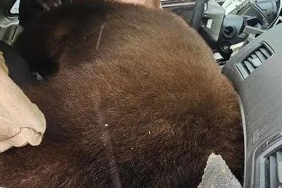Phát hiện con gấu nặng 113,4 kg mắc kẹt rồi tử vong trong ô tô
