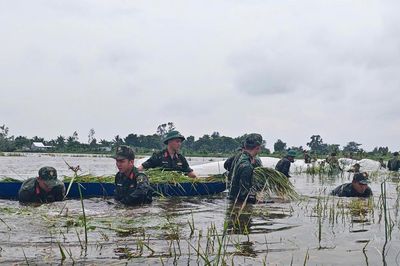An Giang: Bộ đội dầm mình trong nước, giúp dân cứu lúa