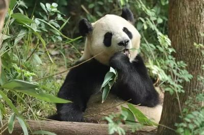 Trung Quốc đưa cặp gấu trúc khổng lồ đến Mỹ