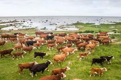 Đàn bò bị bỏ lại trên đảo hoang sống sót suốt 130 năm