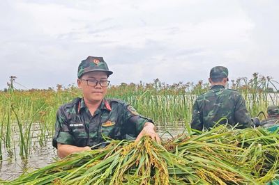 Bộ đội lội ruộng giúp dân thu hoạch lúa giữa mùa mưa ngập