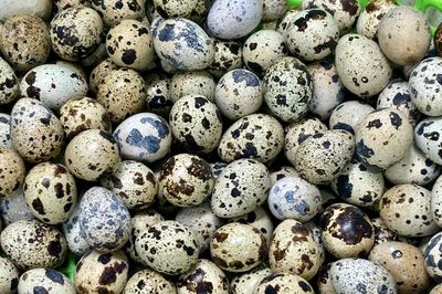 Luộc trứng cút bao nhiêu phút thì chín?