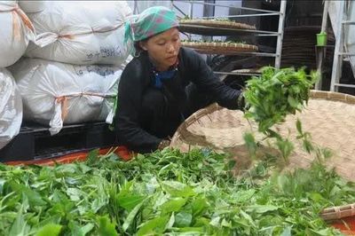 Nông nghiệp '3 không' giúp kinh tế vùng cao đổi thay