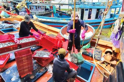 Thâu đêm dò luồng cá cơm trên biển Quảng Ngãi