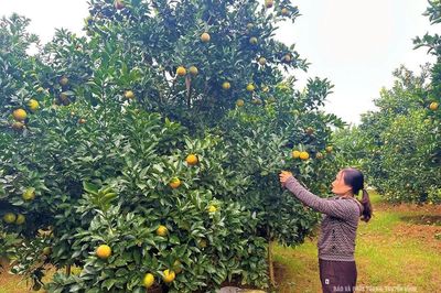 Điền Lư phát triển kinh tế, nâng cao thu nhập cho người dân