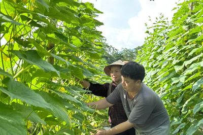 Lào Cai chuyển đổi 145 ha đất lúa kém hiệu quả